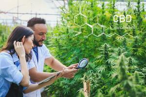 Researchers and farmers use magnifying glass to inspect hemp plants in greenhouses. Alternative medicine concept. Grow organic marijuana herb on farm. Cannabis, cbd hemp oil, pharmaceutical industry. photo
