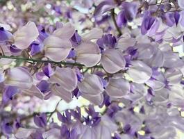 Wisteria background. Climbing plant flower. photo