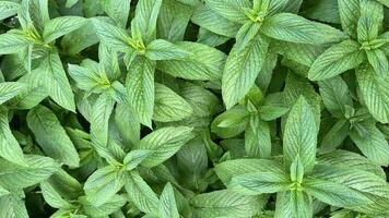 Large mint leaves. Floral background photo