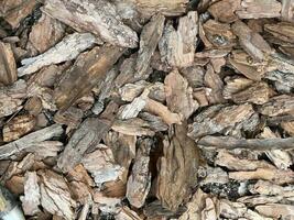 Wood chips background top view photo