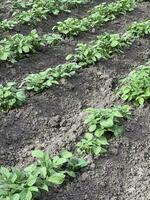 Potatoes are grown in agriculture. Beds of young potatoes. Vegetables harvest. Garden spring, sunny weather. photo