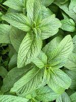 Large mint leaves. Floral background photo