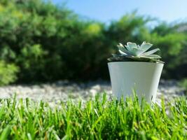 potted plant outdoors in a flower garden. ecology, landscape design photo