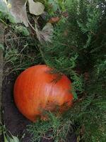 Pumpkin in the garden photo