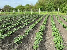 patatas son crecido en agricultura. camas de joven papas. vegetales cosecha. jardín primavera, soleado clima. naturaleza y cielo foto