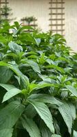 Large mint leaves. Floral background photo