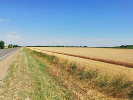 field wheat harvest photo