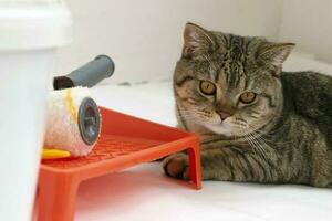 Beautiul scottish straight cat lying against paint can, roller and paint tray for painting wall on the floor photo