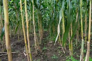 view of corn stalks in the garden photo