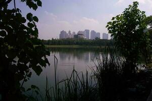 the silhouette of trees by the lake and tall urban buildings in the distance photo