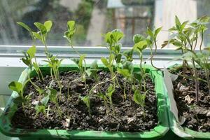 Young green sprouts of vegetable seedlings photo