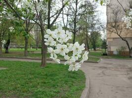 KYIV, UKRAINE - May 1, 2023 Blossoming apple tree in the city photo
