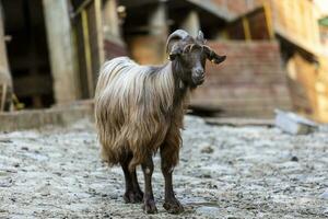 Goat standing in farm on a late summer afternoon photo