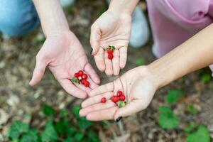 Young Couple Picking Wild Berries in Woods photo