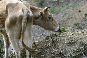 busha criar, pequeño de cuernos cortos vacas vaca en gratis rango granja foto