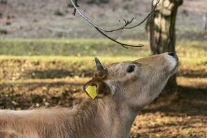 Busha breed, small short-horned cattle cow on free range farm photo