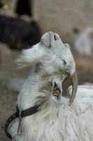 A white horned goat head on blurry natural background photo