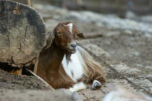 Goat standing in farm on a late summer afternoon photo