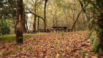 wandelen in de park 4k video