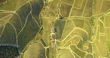Vineyards field aerial view 4K video