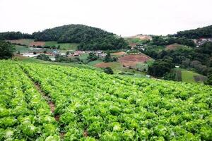 coliflor plantas y repollo agricultura campo es tierras de cultivo creciente en en el montañas de tailandia foto