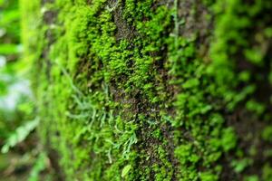 Freshness green moss texture on stone in tropical jungle and rainforest photo