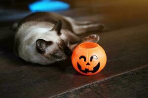 Smiling Halloween pumpkin head and happy siam cat on wooden floor in natural shadow and sunlight. Halloween holiday concept. photo