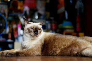 Siamese Cat sitting and relax on wooden floor in house, Thailand photo