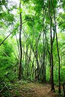 Greenery with tropical forest and bamboo wild and jungle in Thailand photo