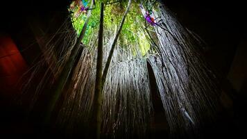 Nature  Architecture Roots Forming a Roof PathwayNature's Ladder Roots Growing Downward in Search of Ground photo