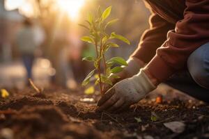 volunteer planting new tree in dirt in an urban garden with photo