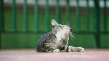 Footage of a stray cat with bokeh. A stray cat is a cat whose life roams the streets. video
