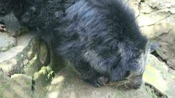 deze is een binturong Bij dierentuin. binturong is een soort van groot wezel, een lid van de viverridae stam. deze dier is ook bekend net zo de Maleis civet kat, Aziatisch berenkat, Palawan berenkat, of eenvoudig bearcat video