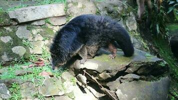 This is a binturong at  Zoo. Binturong is a kind of large weasel, a member of the Viverridae tribe. This animal is also known as the Malay Civet Cat, Asian Bearcat, Palawan Bearcat, or simply Bearcat video