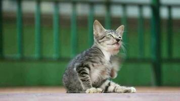 Aufnahmen von ein streunend Katze mit Bokeh. ein streunend Katze ist ein Katze deren Leben wandert das Straßen. video