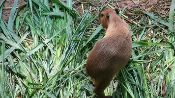 Capybara Hydrochoerus hydrochaeris at Zoo in Jakarta. Capybara is the largest living rodent species in the world the largest extinct rodent is Phoberomys pattersoni. video