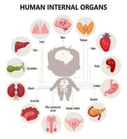 anatomía humano cuerpo. linda infografia con visual esquema interno masculino dibujos animados órganos caracteres, su nombres y ubicaciones. vector ilustración. educativo médico póster en dibujos animados estilo.