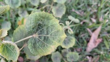 sommige bijzonder zicht van natuur vrij downloaden video