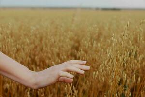 female hand wheat fields agriculture harvesting plant unaltered photo