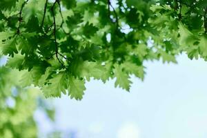 The green leaves of the oak tree close-up against the sky in the sunlight in the forest photo