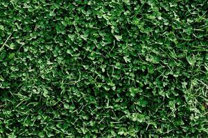 Young summer clover grass and microclover close-up, greening the environment, summer sunlight on the leaves photo