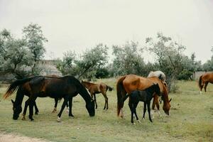 caballos comer césped en el campo naturaleza mamíferos foto