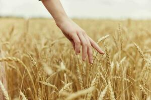 touching golden wheat field Wheat field autumn season concept photo