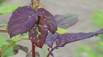 verde le foglie di un' rosa cespuglio con mini cuffie su quale afidi sedersi, primavera giardino. insetto parassiti. video