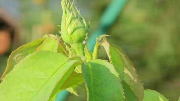 verde le foglie di un' rosa cespuglio con mini cuffie su quale afidi sedersi, primavera giardino. insetto parassiti. video