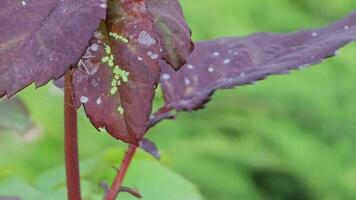 verde le foglie di un' rosa cespuglio con mini cuffie su quale afidi sedersi, primavera giardino. insetto parassiti. video