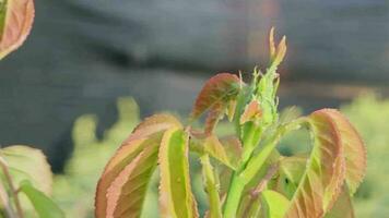 groen bladeren van een roos struik met bloemknoppen Aan welke bladluizen zitten, voorjaar tuin. insect ongedierte. video