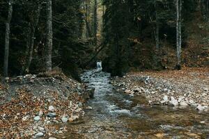 Autumn forest nature mountains river fresh air travel tourism photo