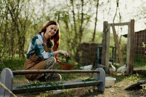 A female bird farm worker smiles and is happy pouring food into the chicken feeder in the fresh air sitting on the green grass photo