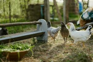 joven sano pollos Vamos desde alimentadores a el granja orgánico césped y maíz alimentar para mejor salud en naturaleza foto